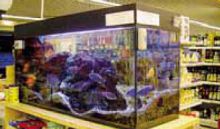 L’acquario del «Supermercato di Gandino»